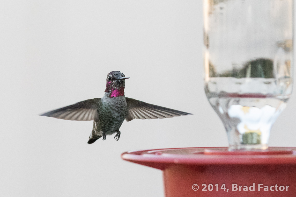 Hummingbird On Approach