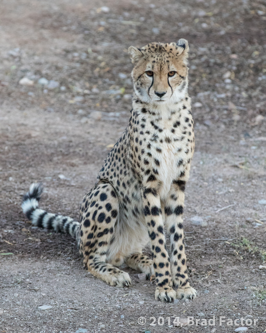Young Cheetah at Phoenix Zoo