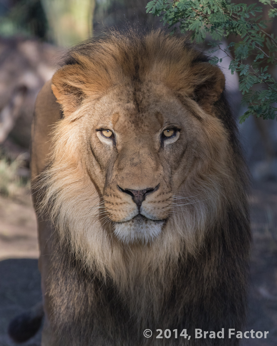 Lion at Phoenix Zoo