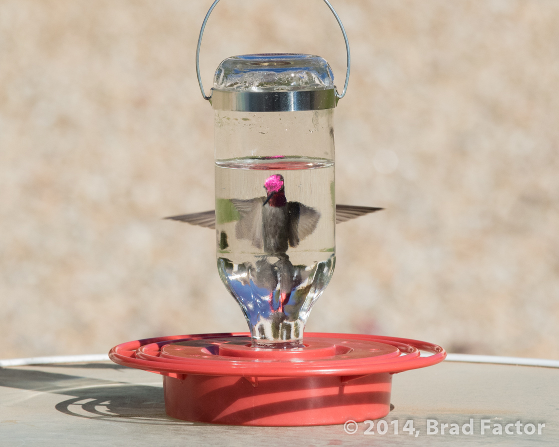 Hummingbird Looking Through Feeder