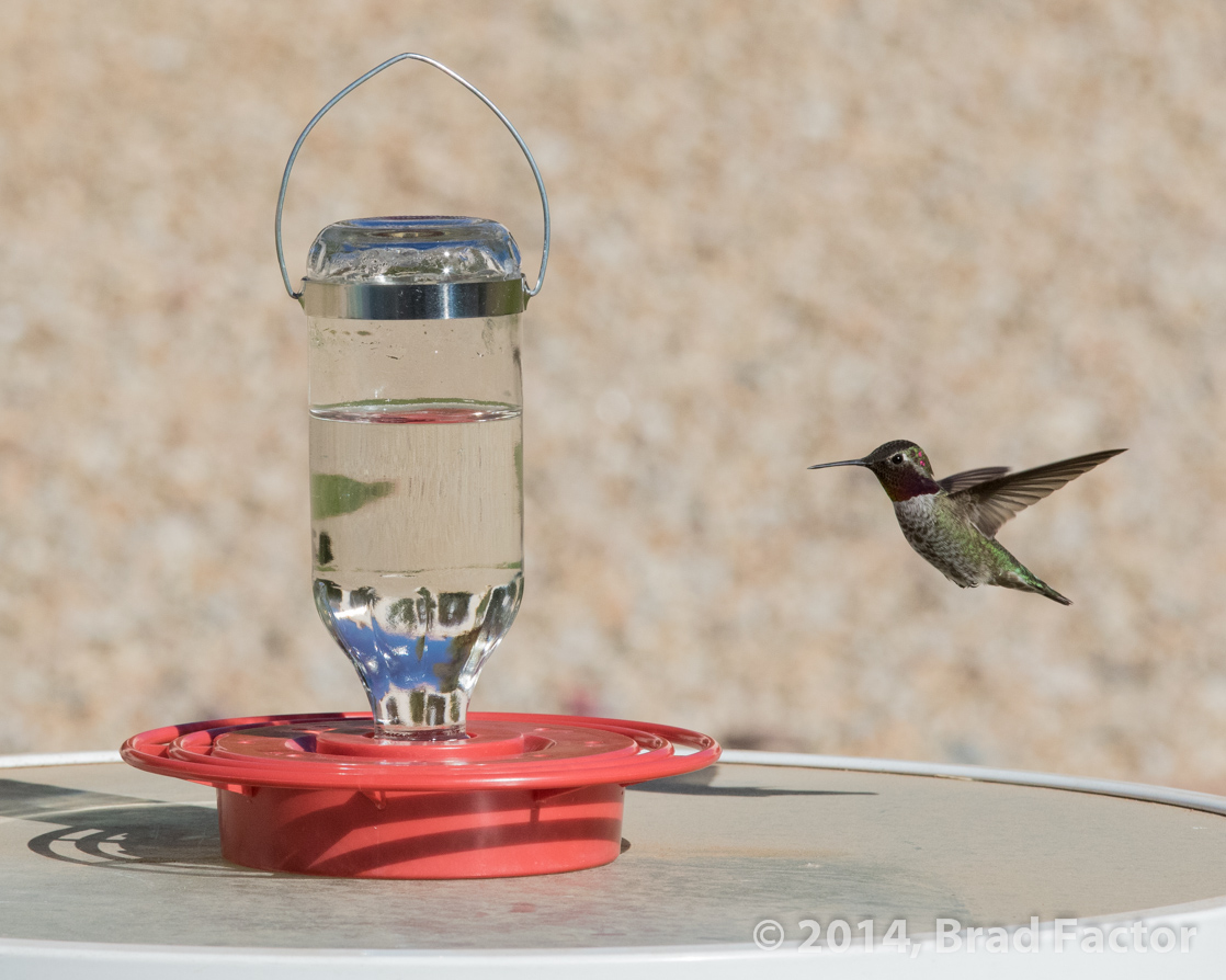 Hummingbird on Approach to Feeder
