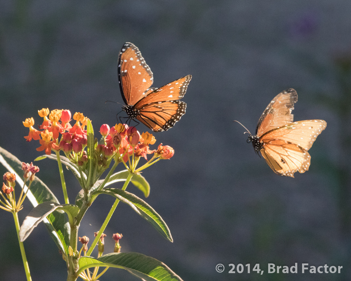 Monarch Butterflies at Botanical Garden