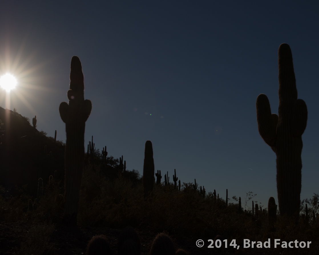 Setting Sun at Botanical Garden