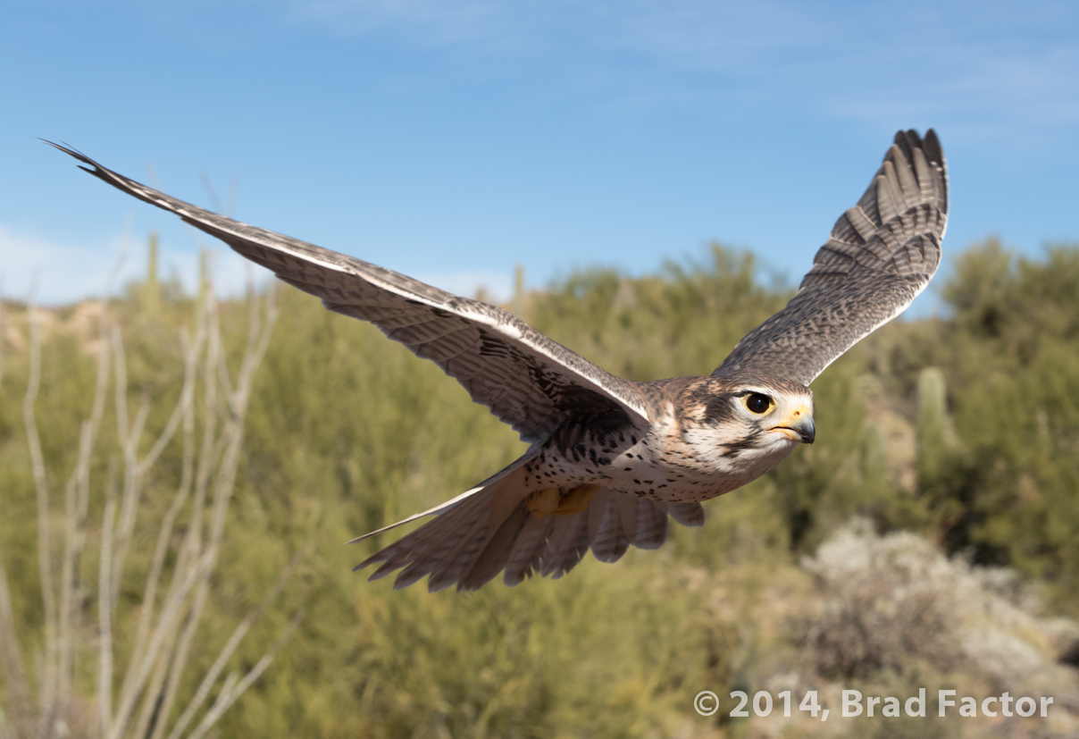 Prairie Falcon at Arizona-Sonora Desert Museum