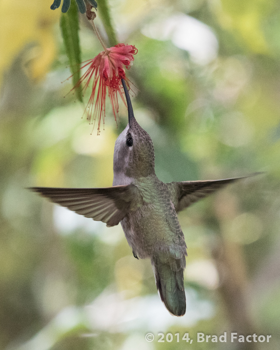 Hummingbird at Arizona-Sonora Desert Museum