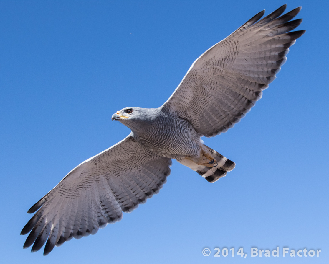 Grey Hawk at Arizona-Sonora Desert Museum