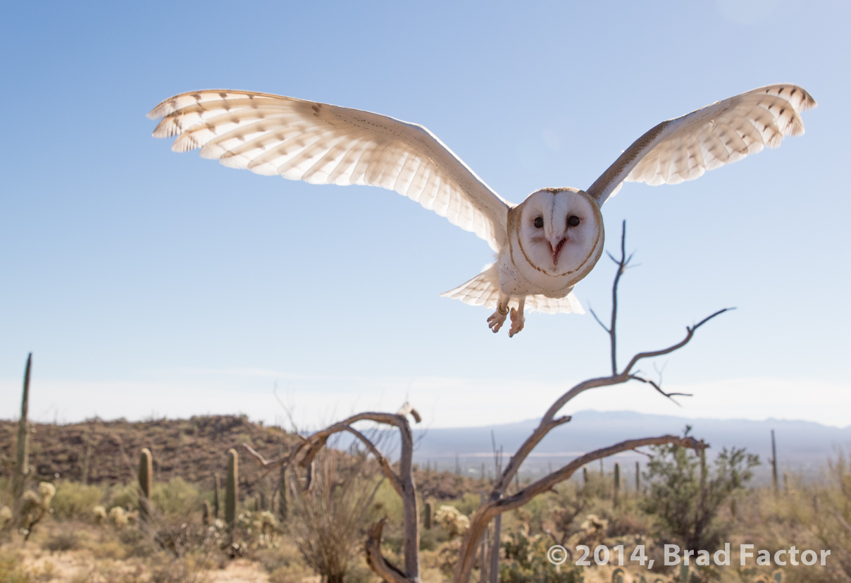 Barn Owl at Arizona-Sonora Desert Museum