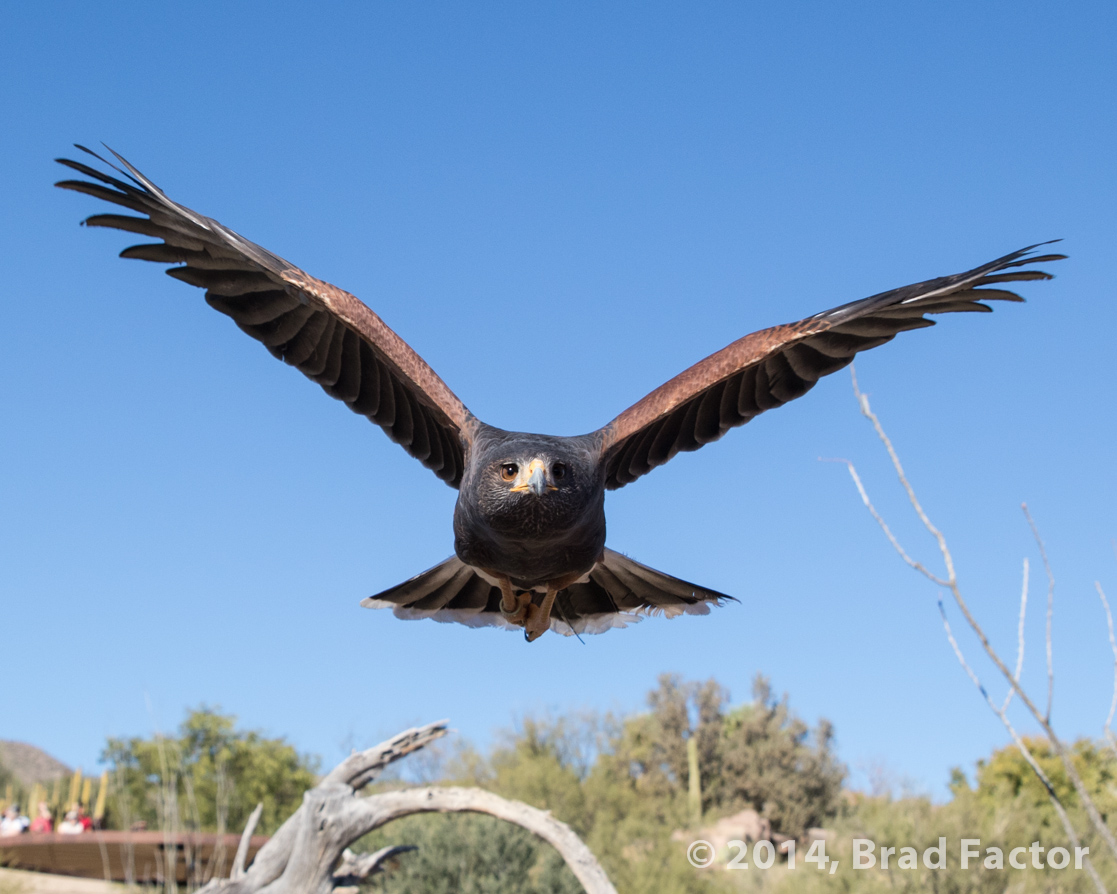 Harris's Hawk at Arizona-Sonora Desert Museum