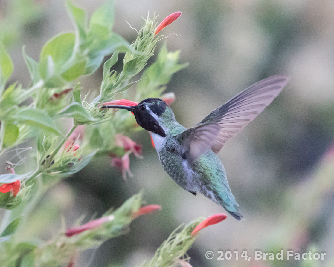 Hummingbird at Arizona-Sonora Desert Museum