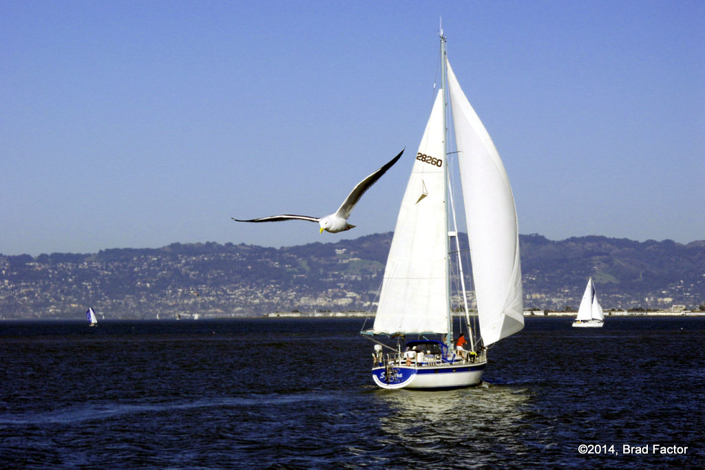 Sailing in San Francisco Bay