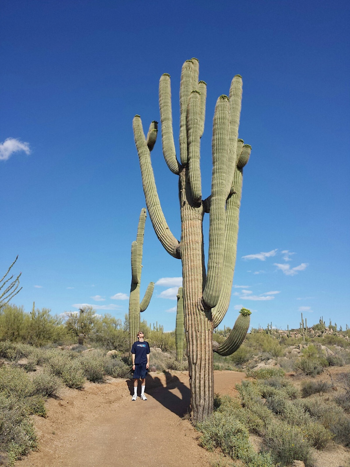 Large Saguaro Near Brown's Ranch Trailhead