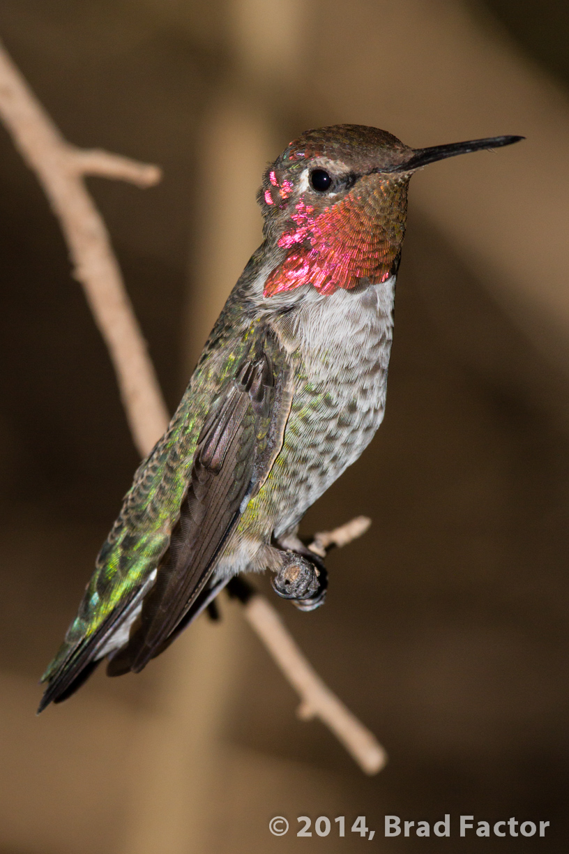 Perched Hummingbird at Boyce Thompson Arboretum