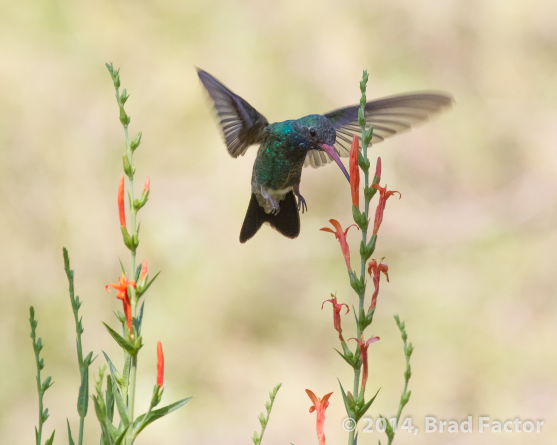 Broad-billed Hummingbird at Boyce Thompson Arboretum