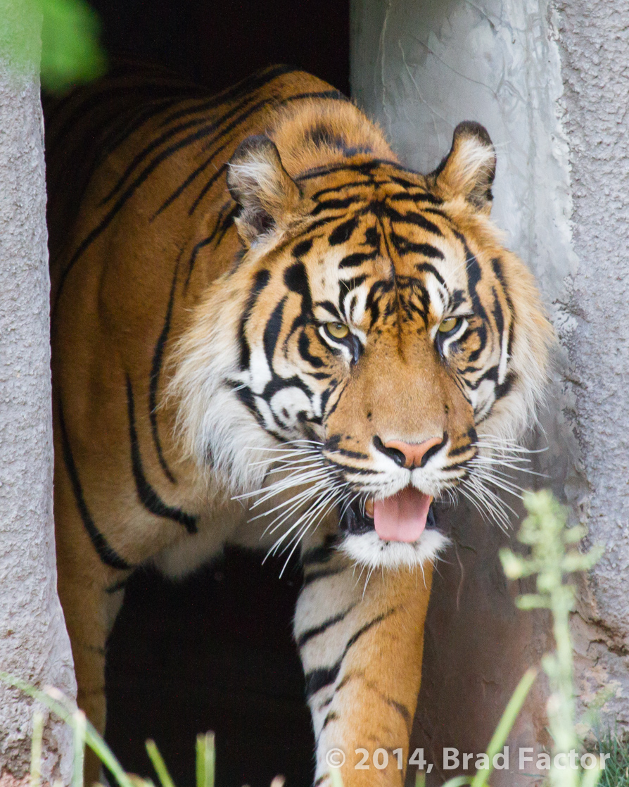 Tiger at Phoenix Zoo