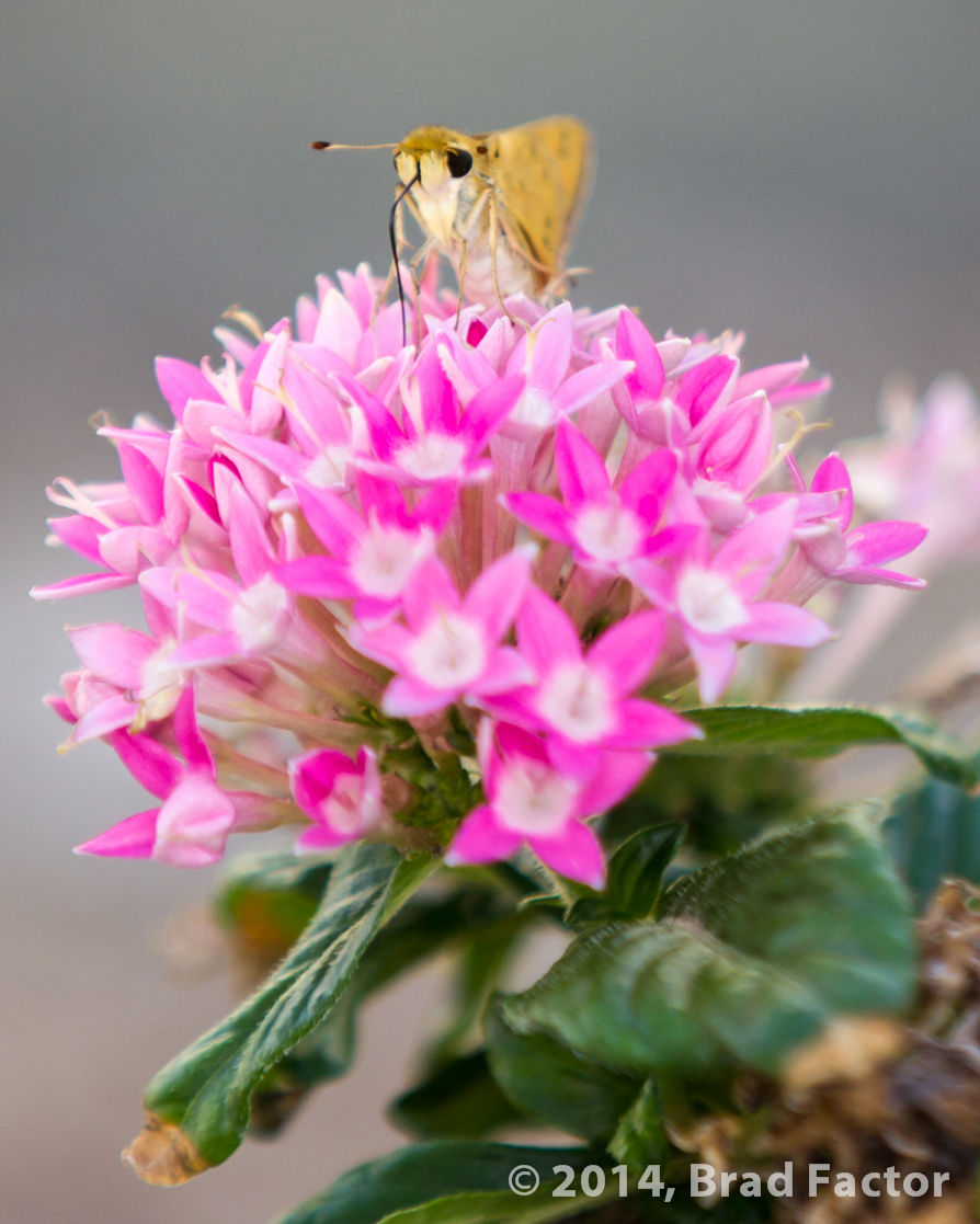 Moth on Flowers at Paradise Valley Mall