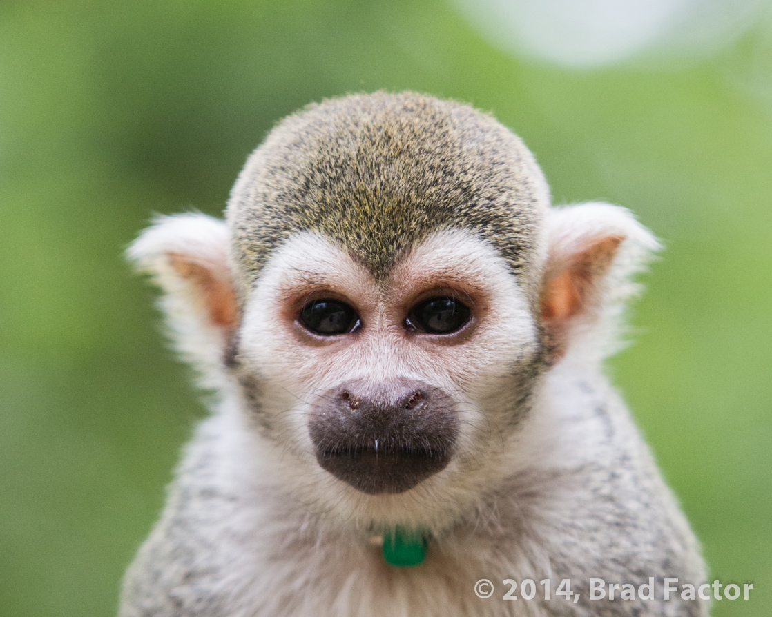 Common Squirrel Monkey at Phoenix Zoo