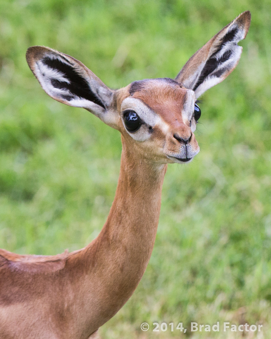 Gerenuk at Phoenix Zoo