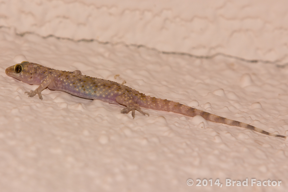 Australian House Gecko