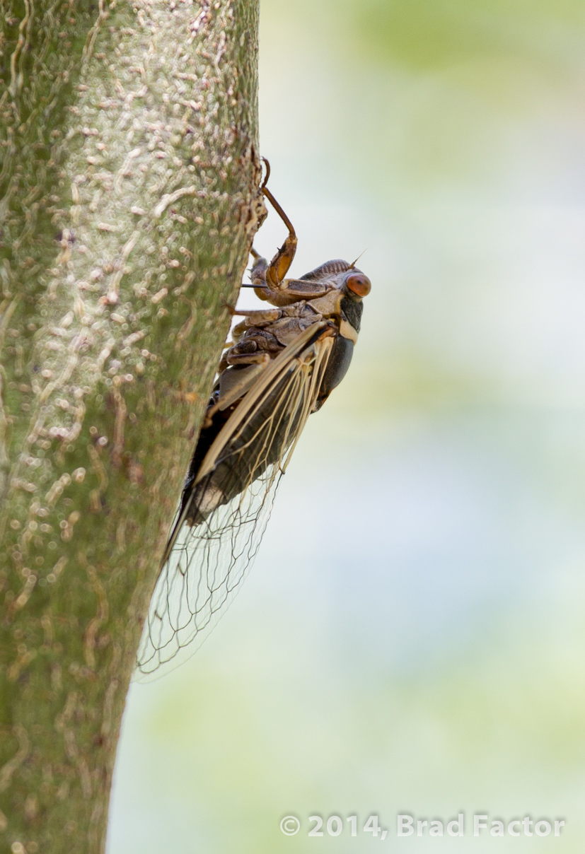 Cicada at Botanical Garden