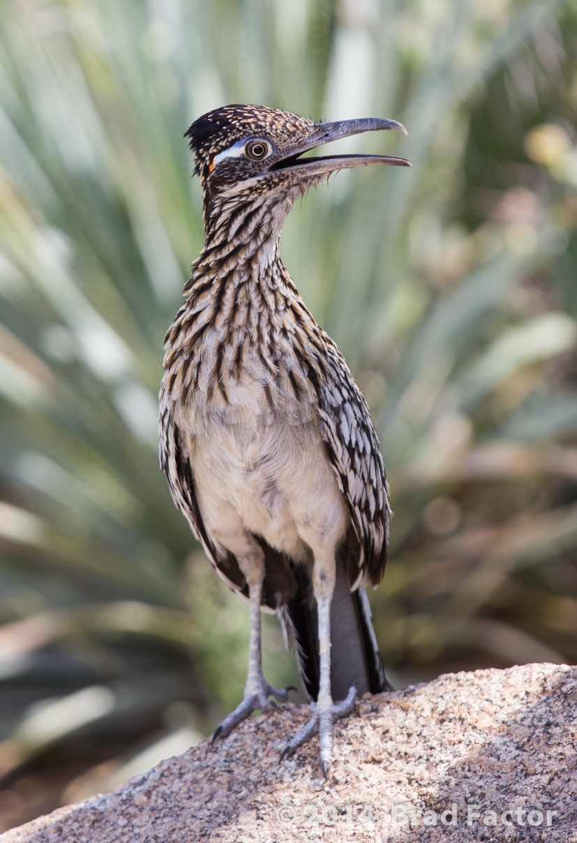 Roadrunner at Botanical Garden