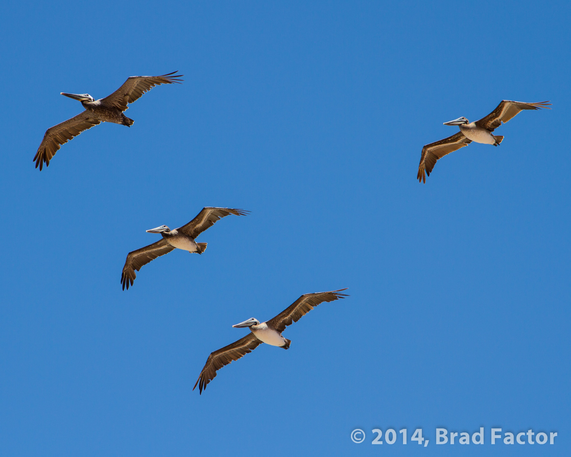 Pelicans in Carlsbad