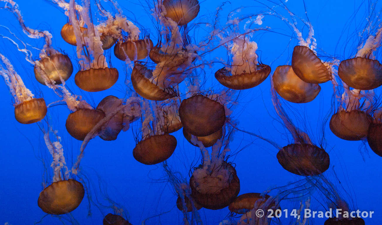 Jellyifish at Monterey Bay Aquarium