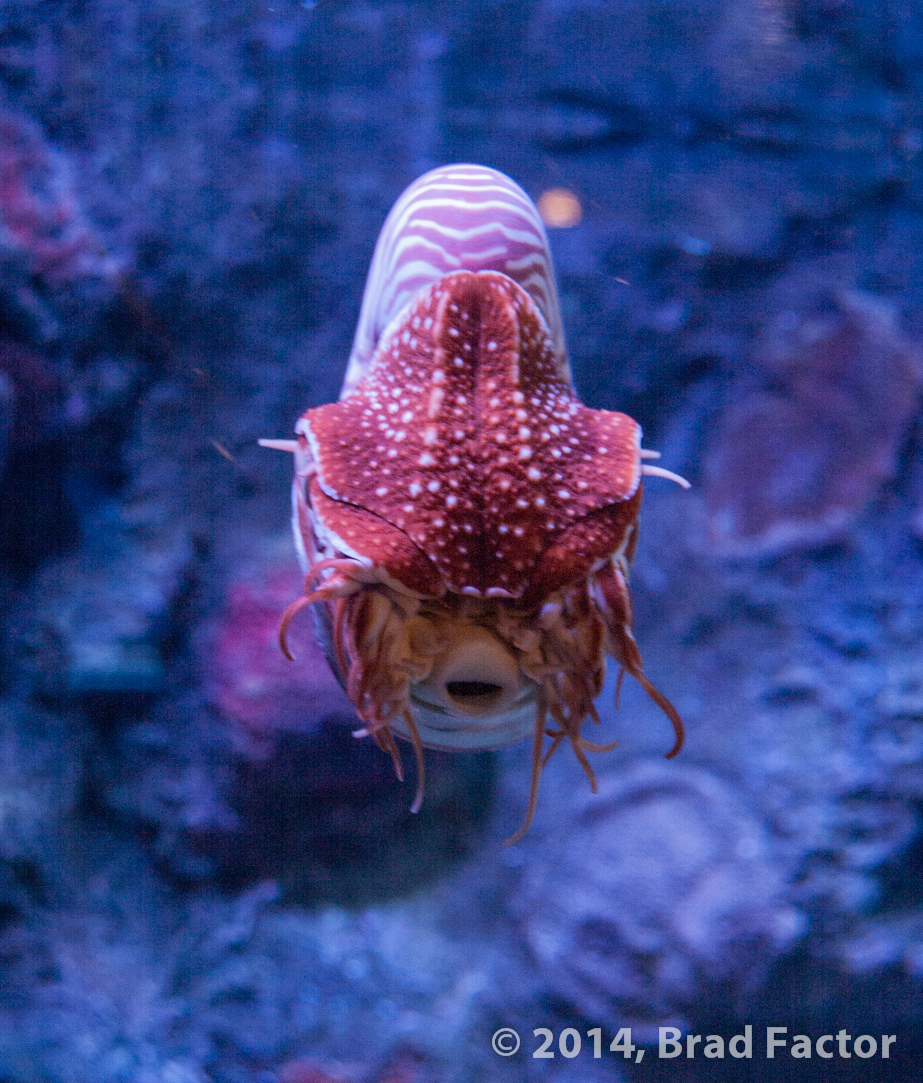 Nautilus at Monterey Bay Aquarium