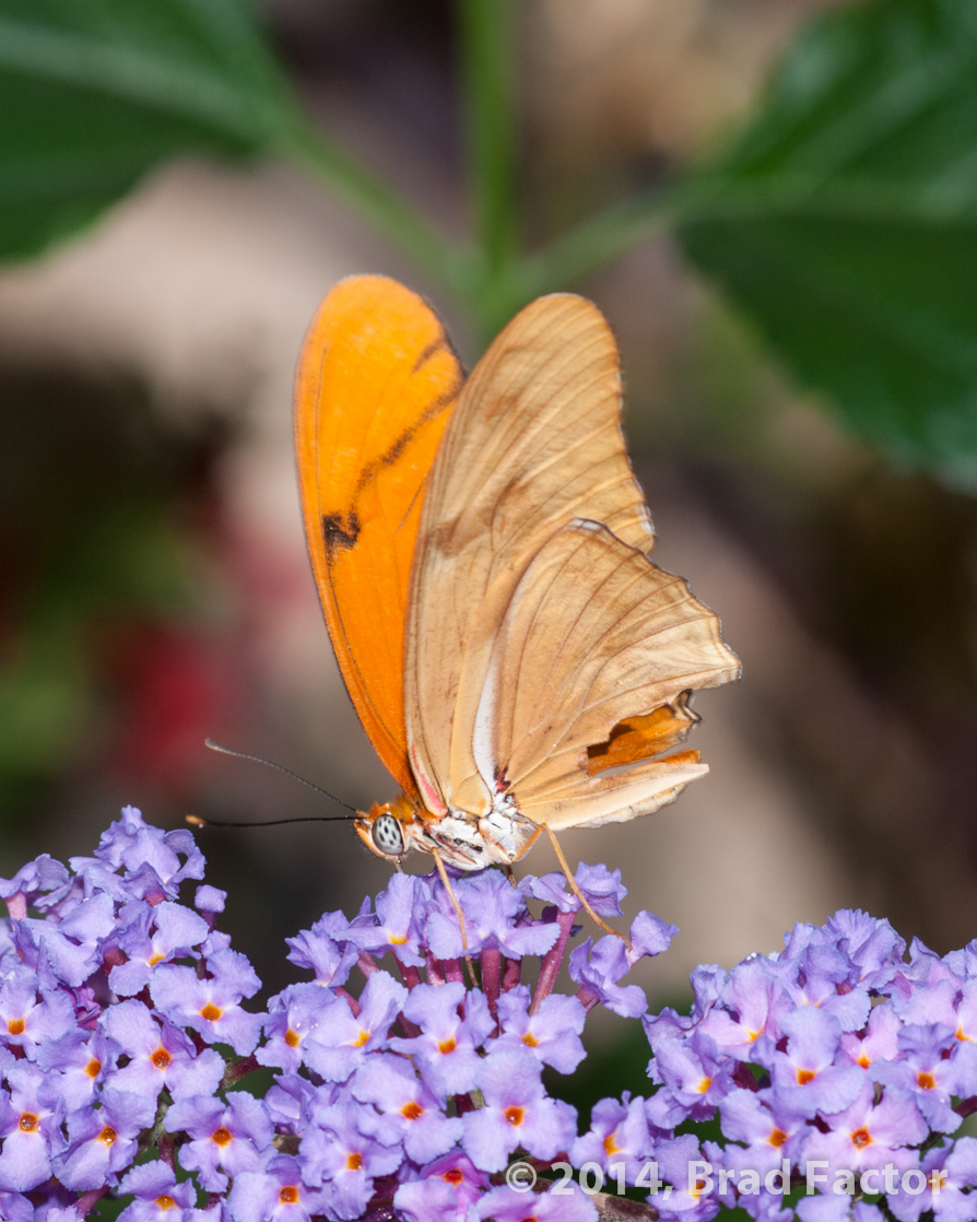 Butterfly at Botanical Garden