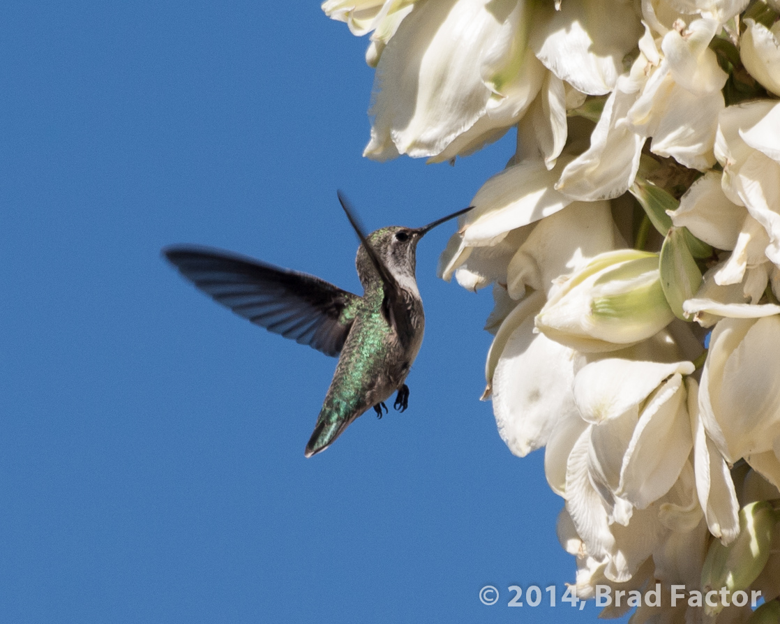 Hummingbird at Botanical Garden