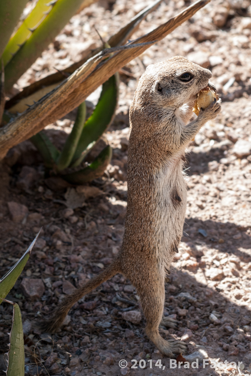 Squirrel at Botanical Garden