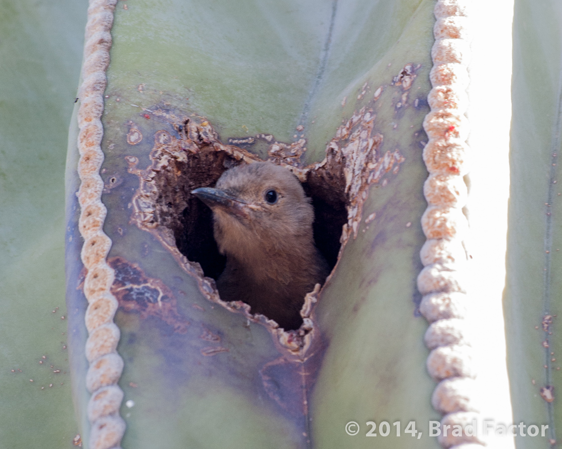 Bird in Cactus