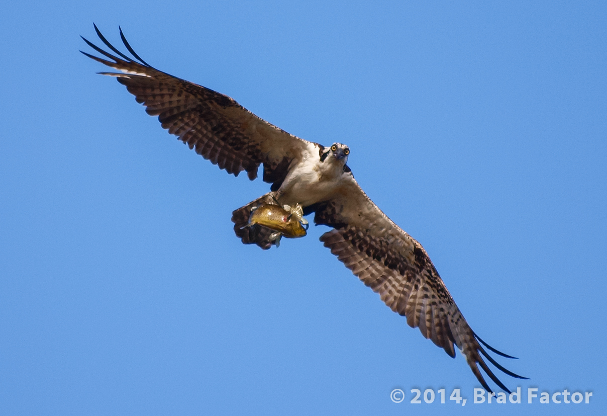 Osprey with Catch at Batiquitos Lagoon
