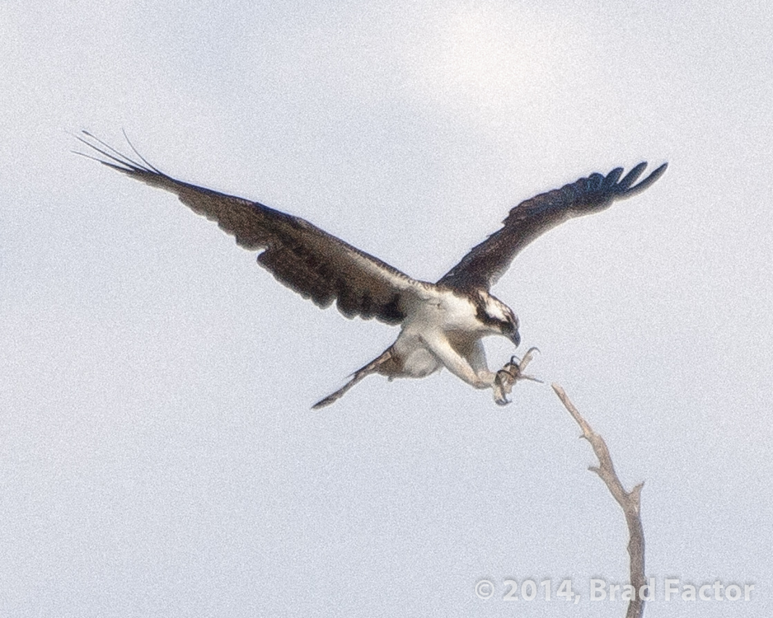 Osprey at Batiquitos Lagoon