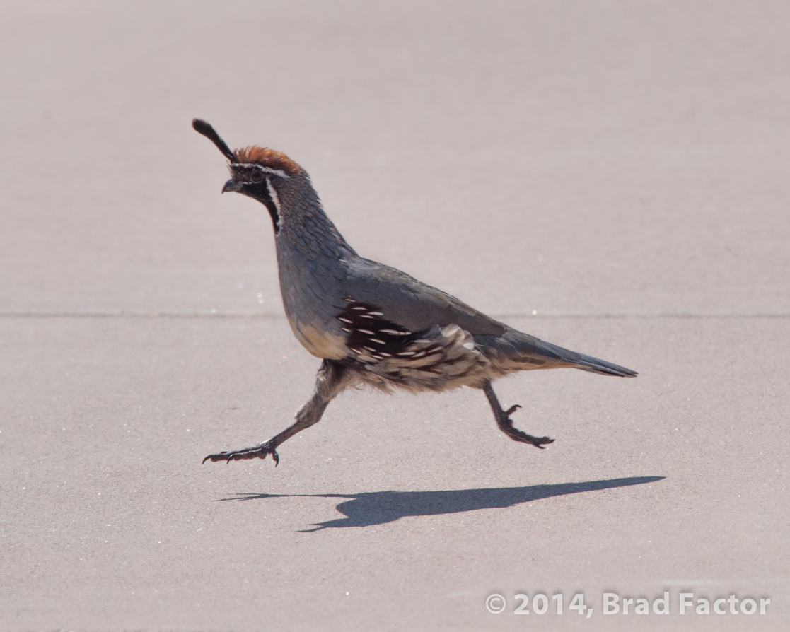 Quail Running Across Driveway