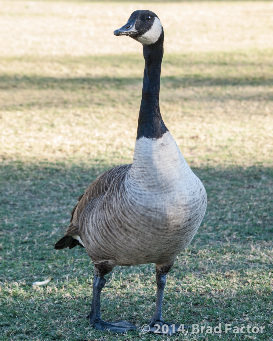 Canadian Goose at Phoenix Zoo
